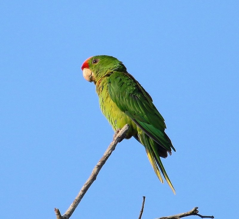 Scarlet-fronted Parakeet (Scarlet-fronted) - ML205429681