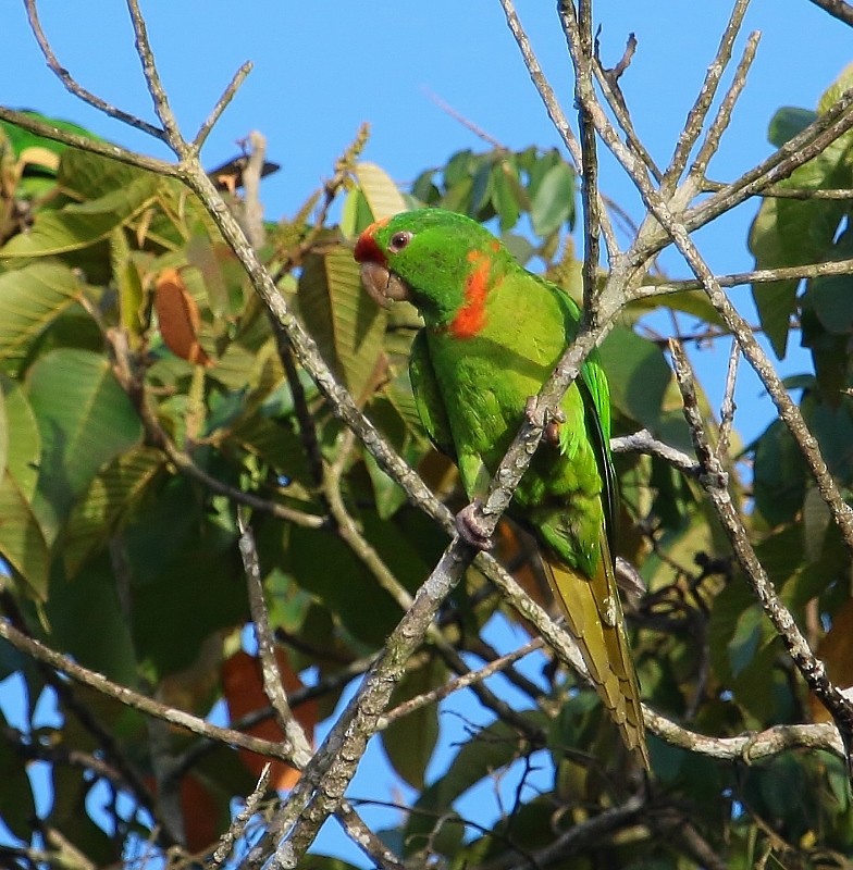Scarlet-fronted Parakeet (Scarlet-fronted) - ML205429691