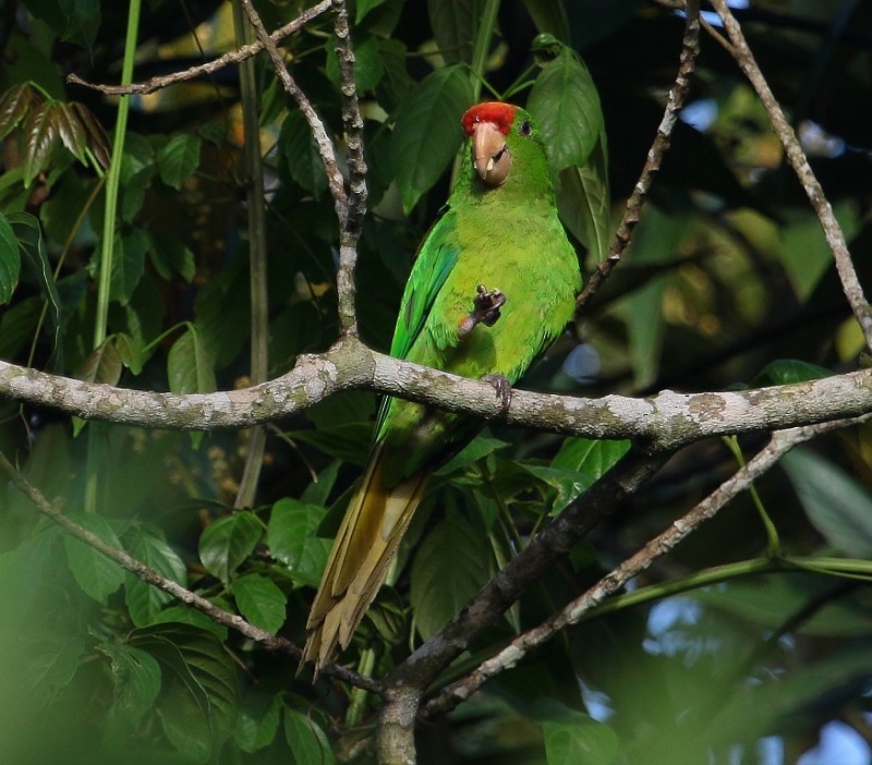 Scarlet-fronted Parakeet (Scarlet-fronted) - ML205429721