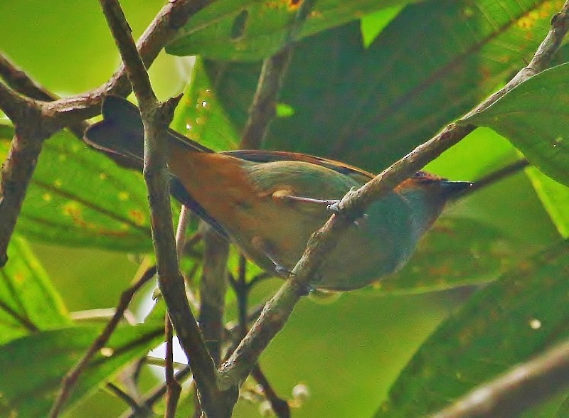 Rufous-cheeked Tanager - ML205430071