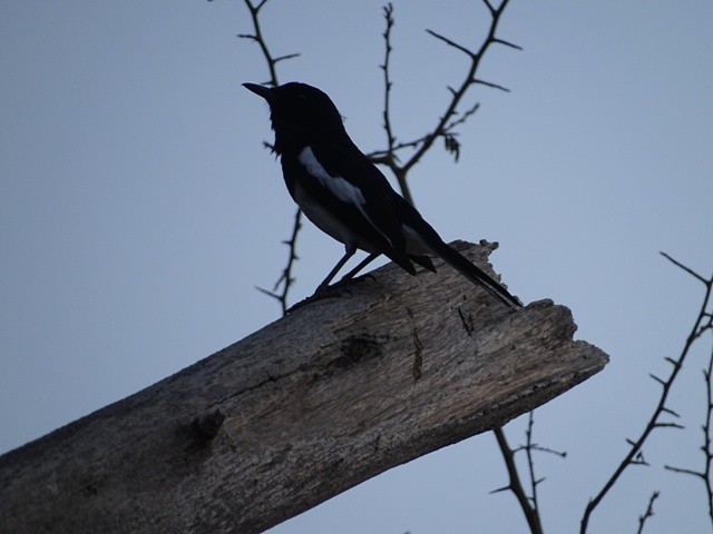 Oriental Magpie-Robin - shantilal  Varu