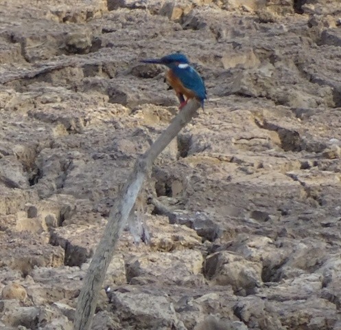 Common Kingfisher - shantilal  Varu