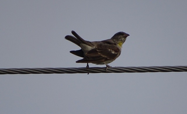 Yellow-throated Sparrow - shantilal  Varu