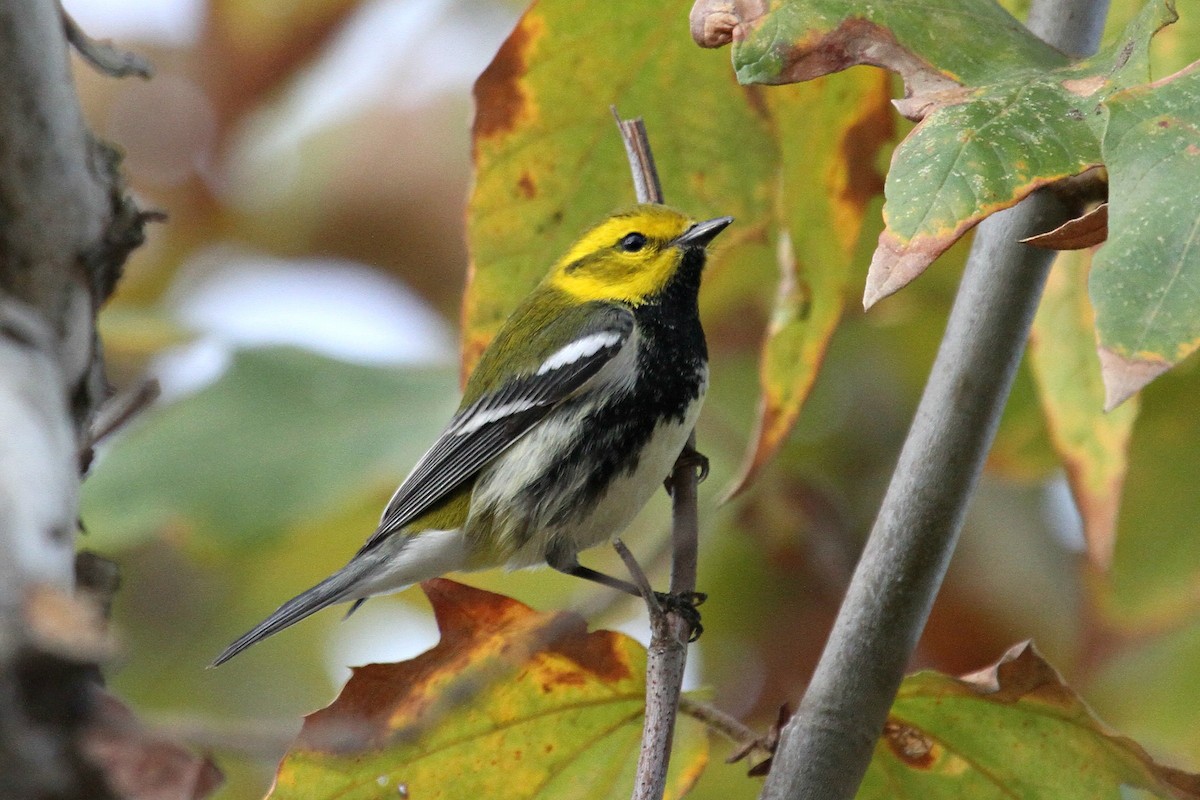 ebird-checklist-22-nov-2013-ballona-freshwater-marsh-7-species