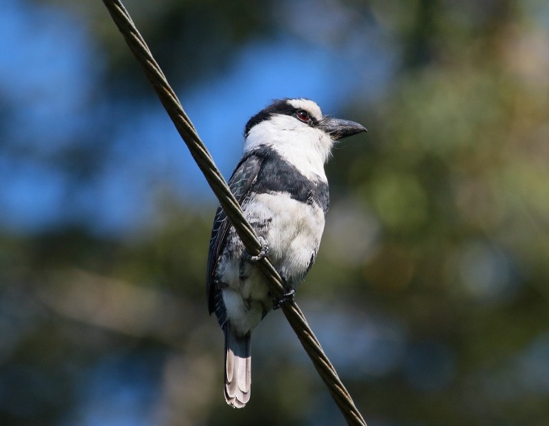 White-necked Puffbird - Margareta Wieser