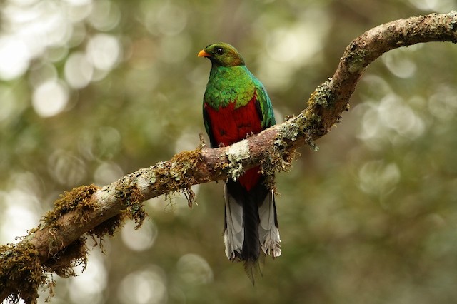 オジロカザリキヌバネドリ Ebird