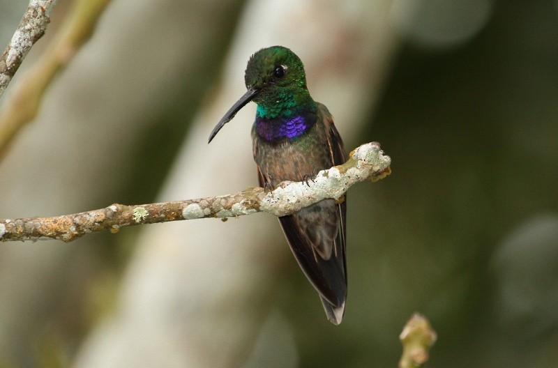 Violet-chested Hummingbird - ML205431761