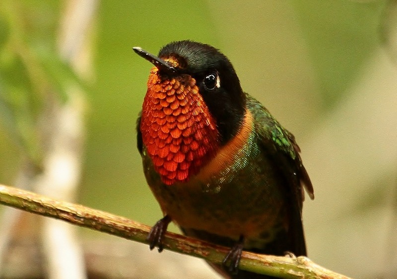 kolibřík oranžovohrdlý - ML205431931