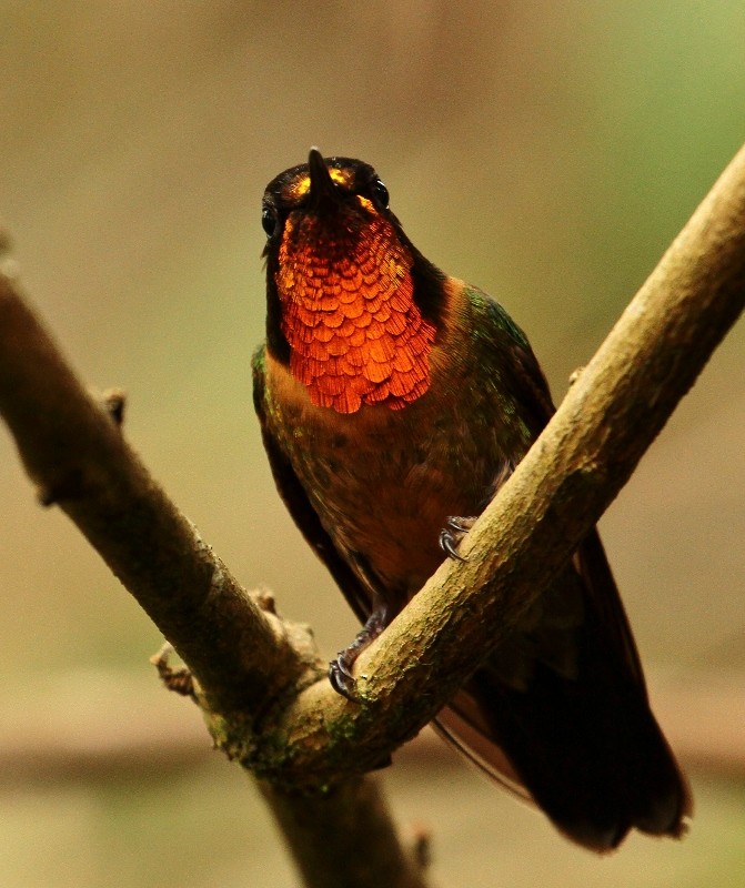 kolibřík oranžovohrdlý - ML205431951
