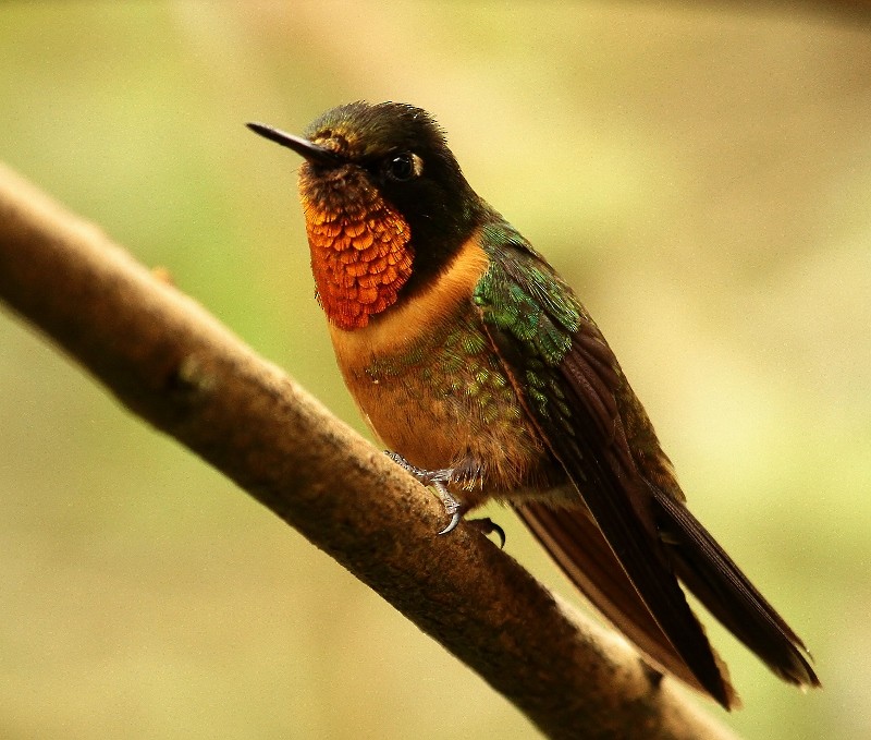 kolibřík oranžovohrdlý - ML205431961