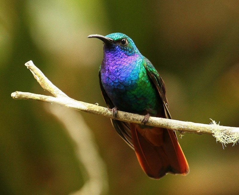 kolibřík azurovoprsý - ML205431971