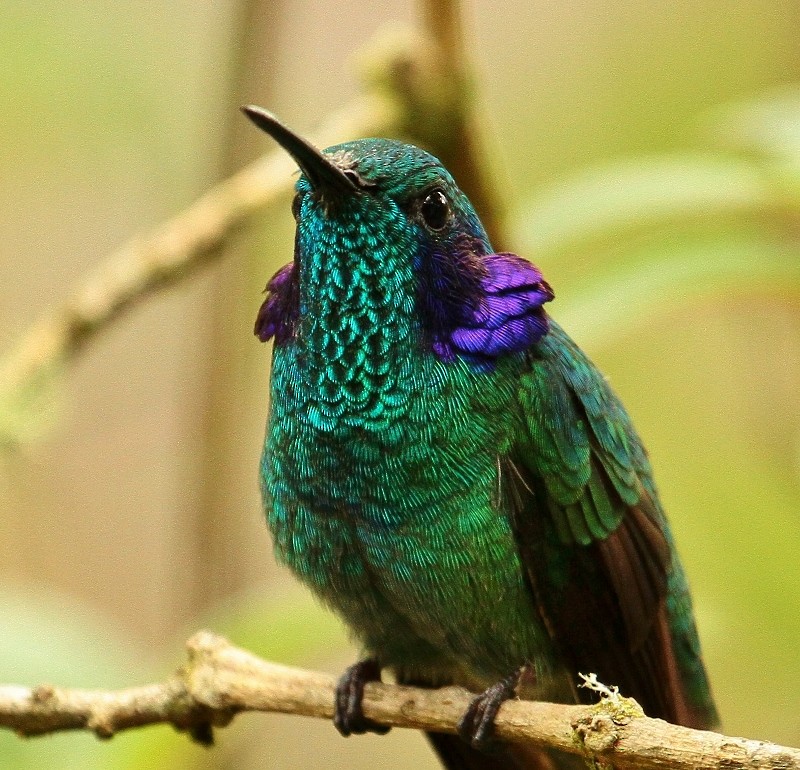 Lesser Violetear (Andean) - Margareta Wieser