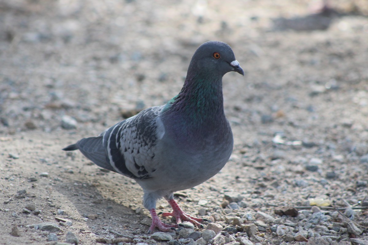 Rock Pigeon (Feral Pigeon) - Jeffery Scism