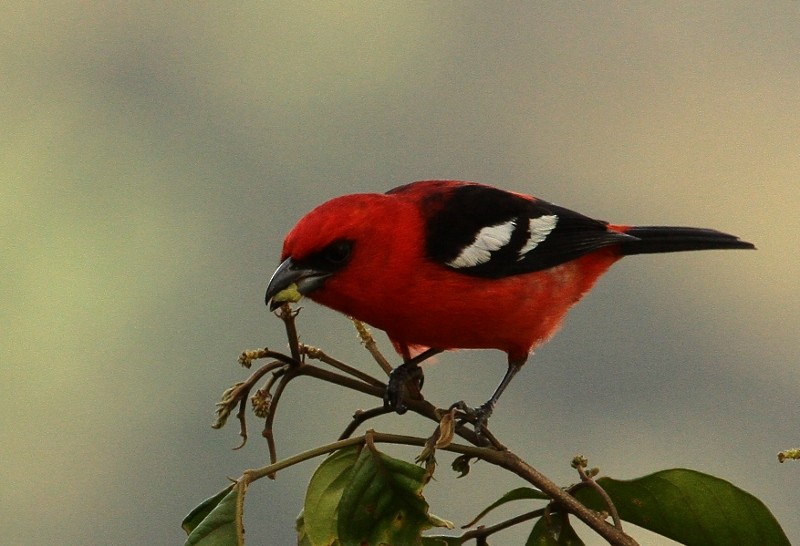 White-winged Tanager - ML205434271