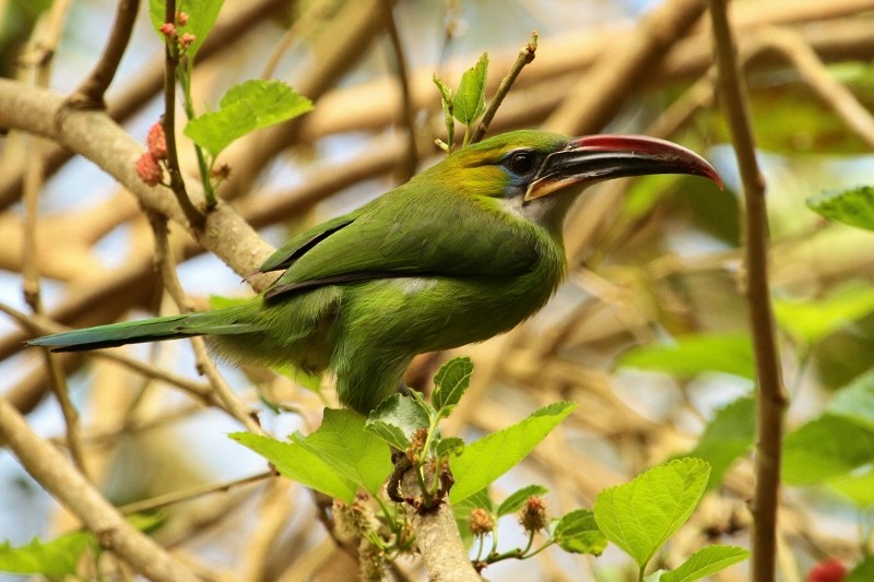 Groove-billed Toucanet (Groove-billed) - ML205434311