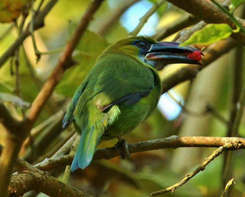 Groove-billed Toucanet (Groove-billed) - ML205434341