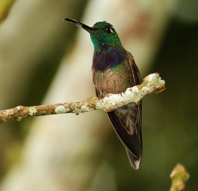 Violet-chested Hummingbird - ML205434481
