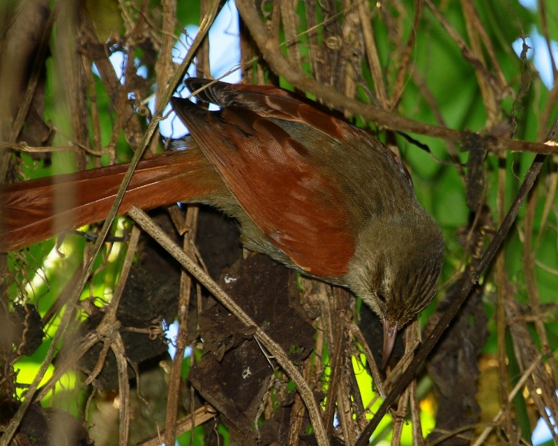 Crested Spinetail - ML205434661