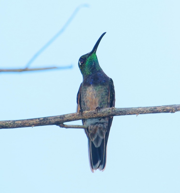 Violet-chested Hummingbird - ML205434711