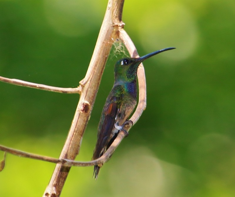 Violet-chested Hummingbird - Margareta Wieser