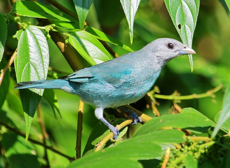Glaucous Tanager - ML205434761