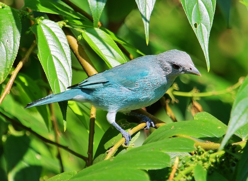 Glaucous Tanager - ML205434771