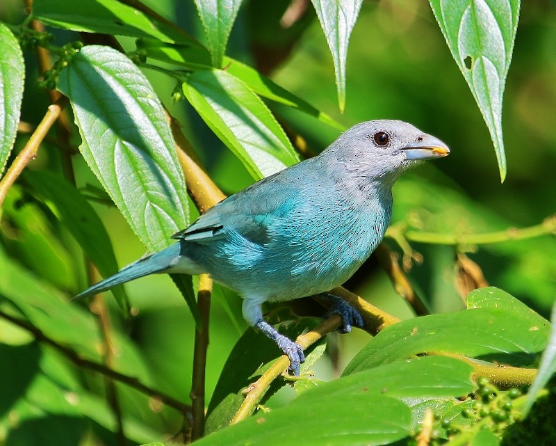 Glaucous Tanager - ML205434781