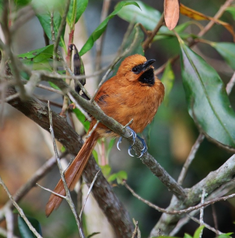 Black-throated Spinetail - ML205434971