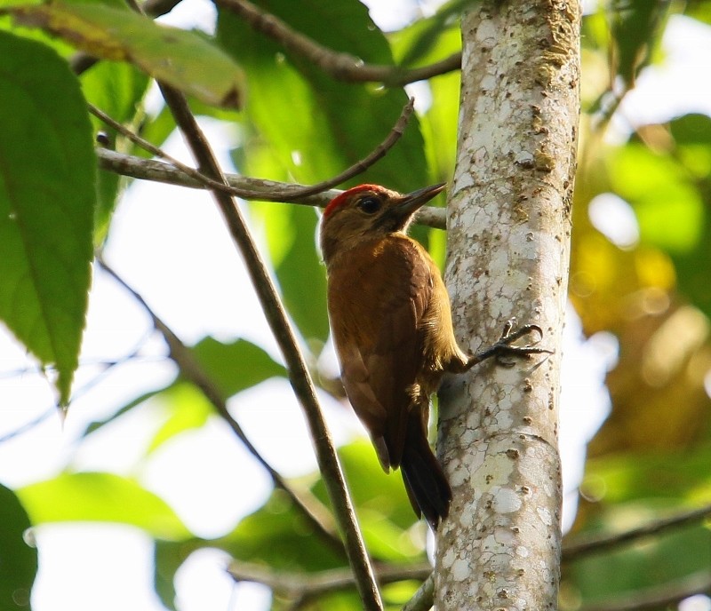 Smoky-brown Woodpecker - ML205435071
