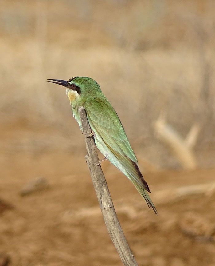 Blue-cheeked Bee-eater - ML205435411