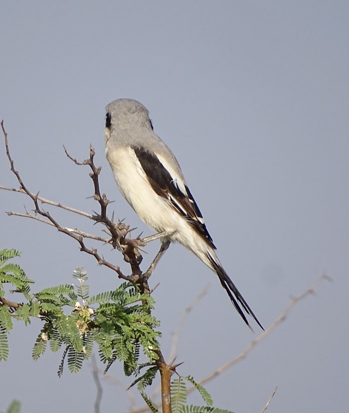 Great Gray Shrike - shantilal  Varu