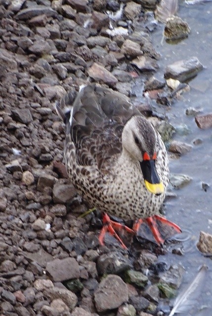 Indian Spot-billed Duck - shantilal  Varu