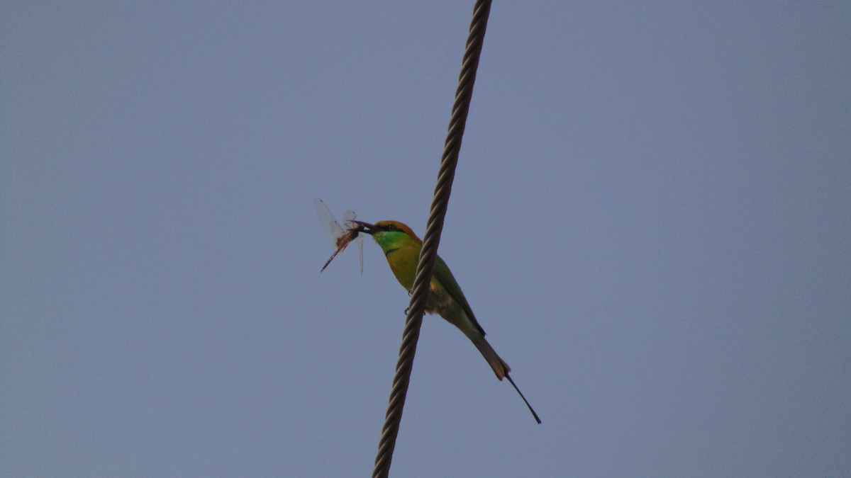 Asian Green Bee-eater - Dr. Sanjeet Kumar