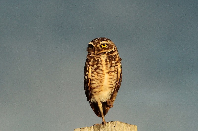 Burrowing Owl - Margareta Wieser