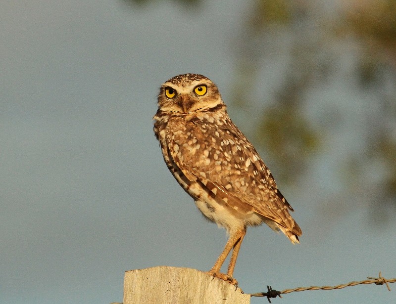 Burrowing Owl - Margareta Wieser