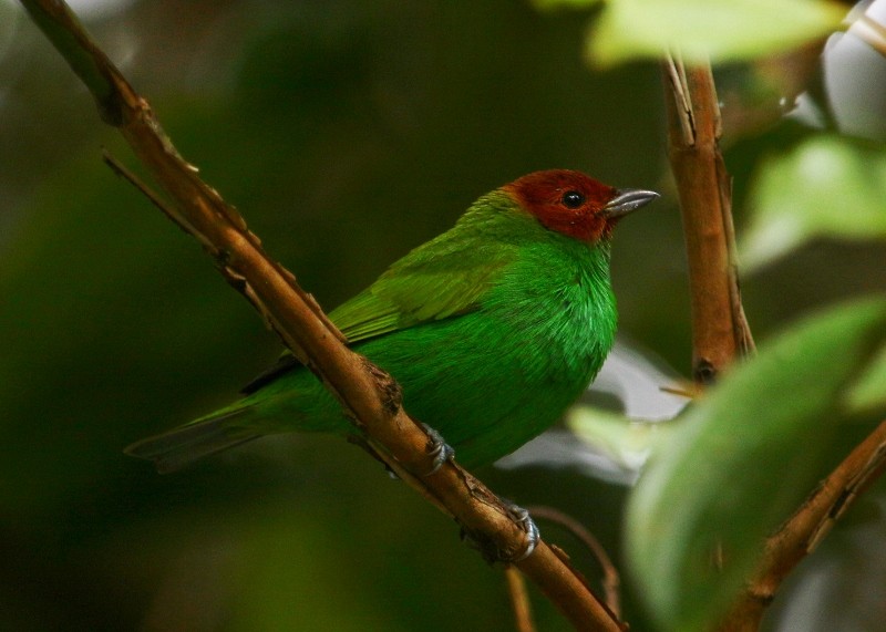 Bay-headed Tanager - ML205436741