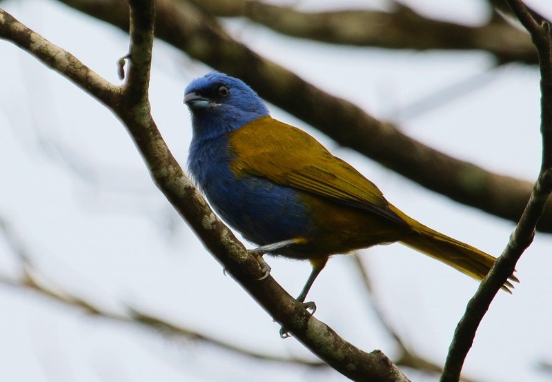Blue-capped Tanager - ML205436841