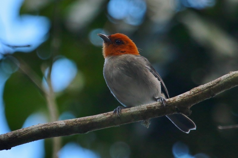 Fulvous-headed Tanager - ML205436861