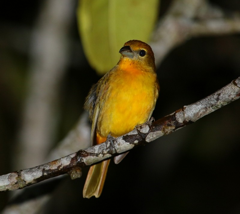 Hepatic Tanager (Highland) - ML205437051