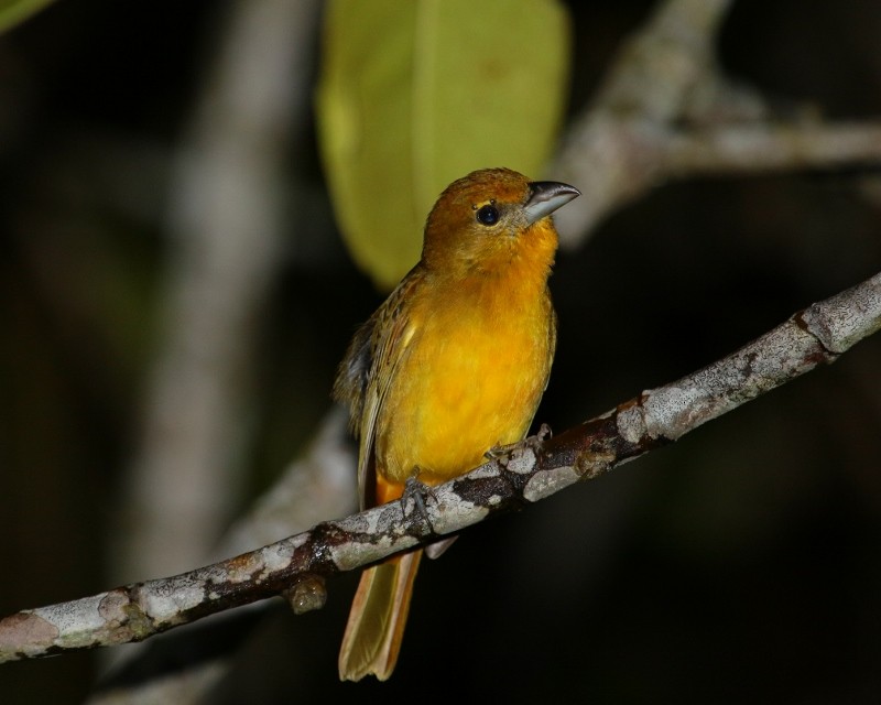 Hepatic Tanager (Highland) - ML205437071