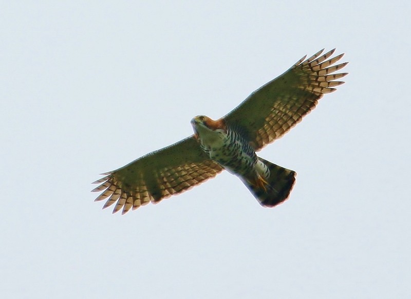 Ornate Hawk-Eagle - Margareta Wieser