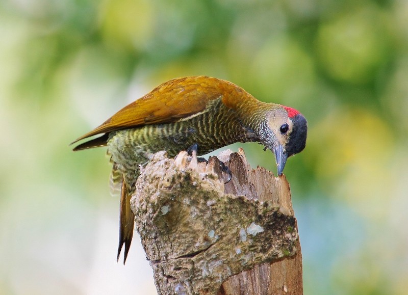Golden-olive Woodpecker (Golden-olive) - ML205437141