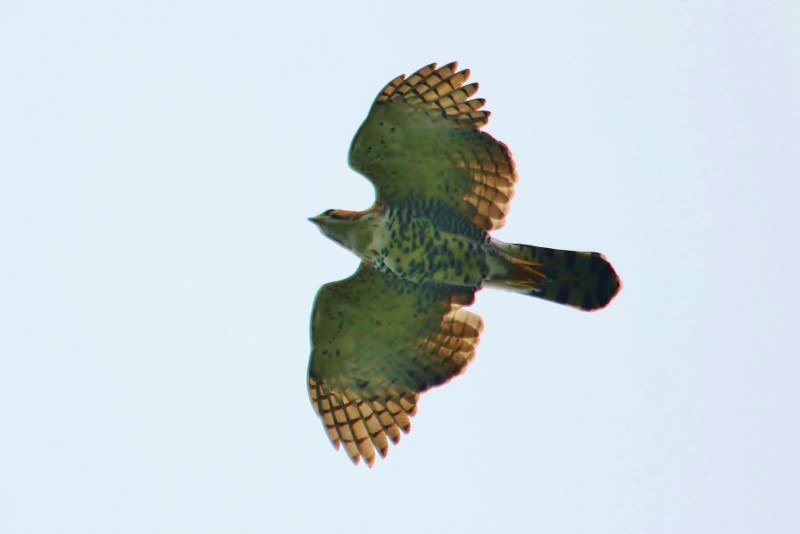 Ornate Hawk-Eagle - Margareta Wieser