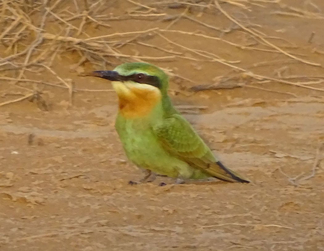 Blue-cheeked Bee-eater - ML205437411