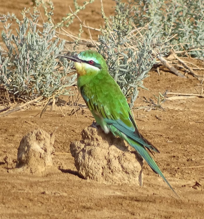 Blue-cheeked Bee-eater - ML205437651