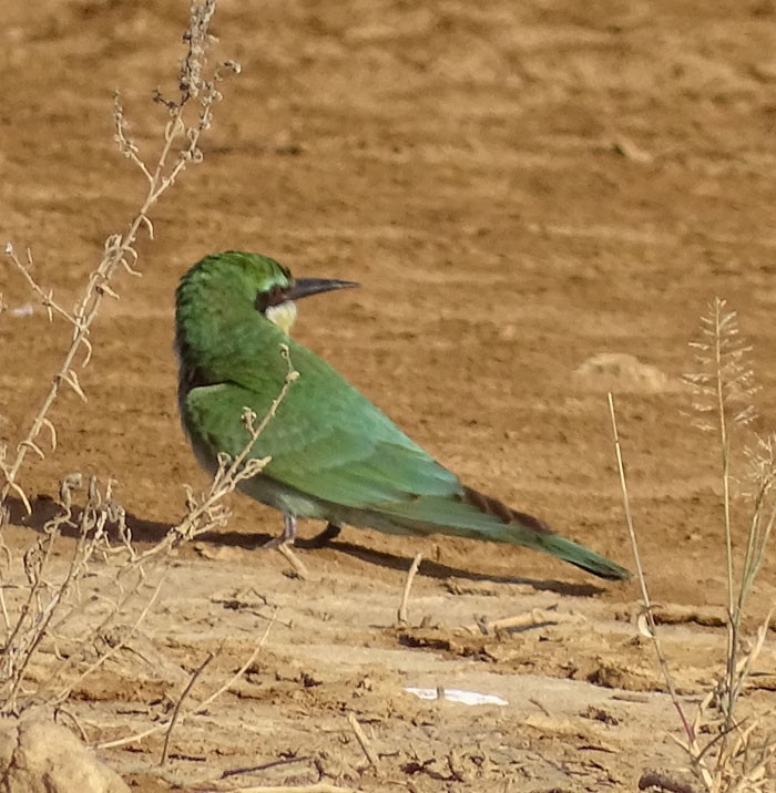 Blue-cheeked Bee-eater - ML205437661