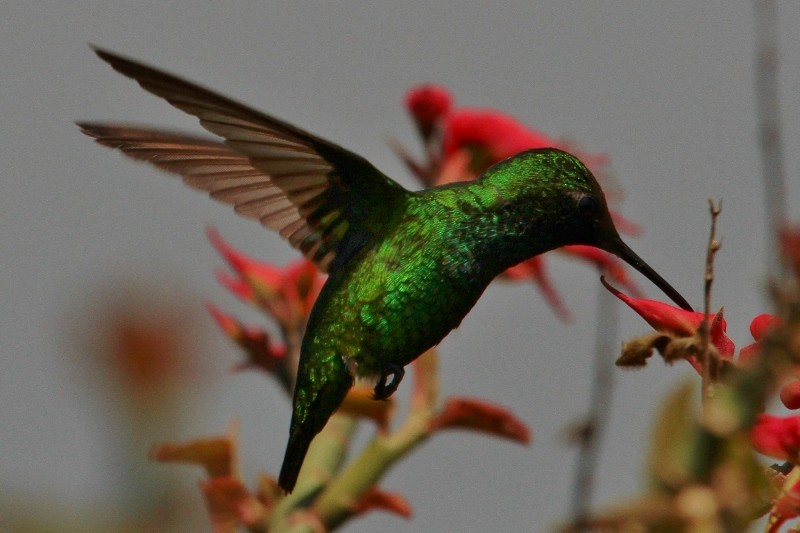 kolibřík venezuelský - ML205438521