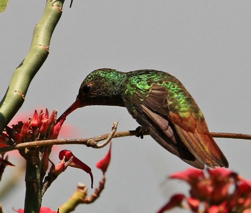 Rufous-tailed Hummingbird - ML205438571