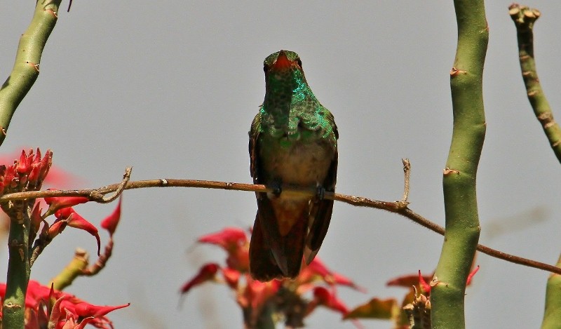 Rufous-tailed Hummingbird - ML205438581