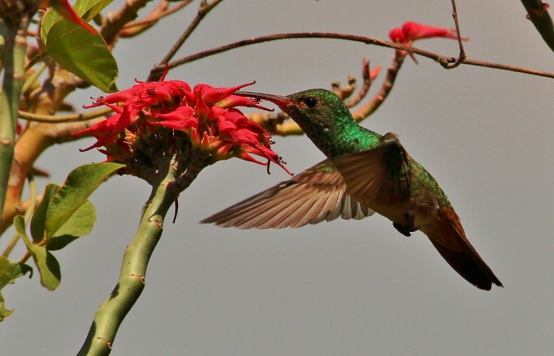 Rufous-tailed Hummingbird - ML205438591